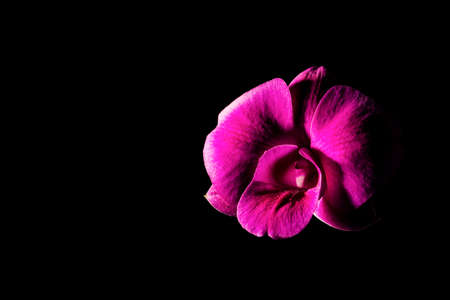 Low key photo of Vanda orchid, violet orchid, macro orchid, closeup orchids, orchid with pollens, Beautiful purple orchid. Dark background. Copy space.の写真素材
