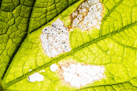 Fresh leaf texture or leaf background for design with copy space for text or image. Abstract green leaf texture. Pumpkin leaves. For use leaf back ground or green leaf wallpaper.の写真素材