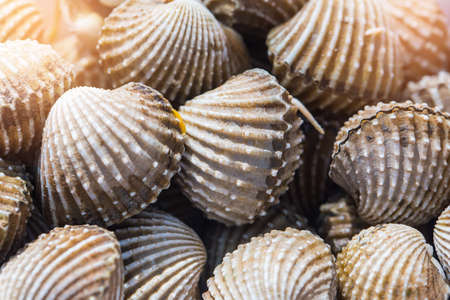 Delicious boiled or steamed cockles(Scallop seafood) food background or manu. shellfish smile. Small. Selective focus.の写真素材