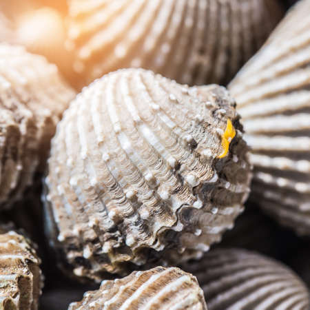 Delicious boiled or steamed cockles(Scallop seafood) food background or manu. shellfish smile....