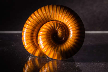 Macro of orange and brown millipede on glass with reflection, Millipede coiled, Disambiguation, Low...