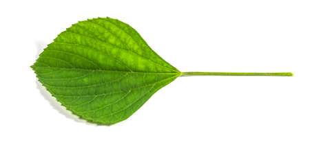 Green leaf isolated on white background. For background Graphic or Texture.