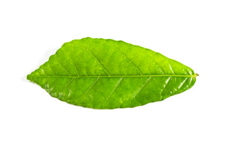 Green leaf isolated on white background. For background Graphic or Texture.の写真素材