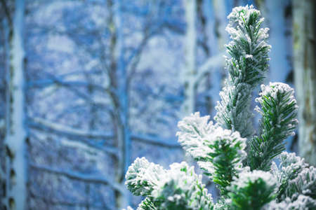 Christmas tree with snow and bokeh on winter season.