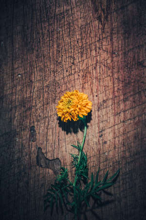Yellow flower on dark rustic wooden background. For Valentine's Day and Mother's Day background. Top view.の写真素材
