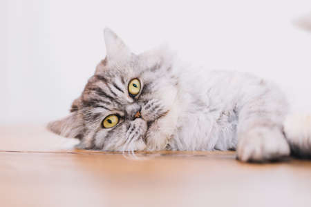 Cute Persian cat or Chinchilla cat lying on the wooden table.