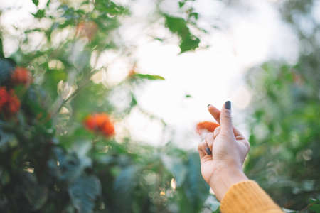 Heart shape made with hands of young women wearing a sweater in  green natural background. Love symbol concept.の写真素材