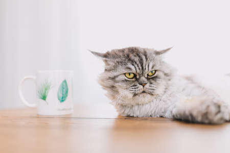 Cute Persian cat or Chinchilla cat lying on the wooden table.の写真素材