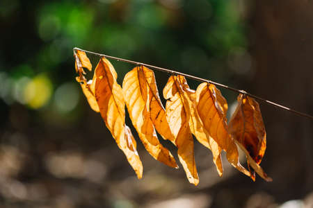 Dry leaves on trees, autumn leaves with sunlight and bokeh in summer season.の写真素材