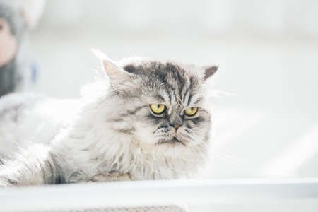 Cute Persian cat or Chinchilla cat lying on the sofa bed.の写真素材