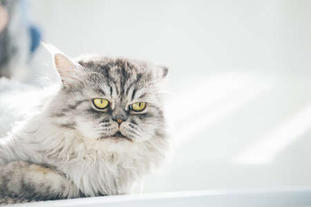 Cute Persian cat or Chinchilla cat lying on the sofa bed.の写真素材