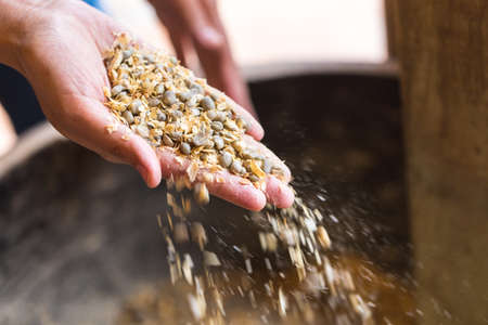close up of green coffee beans ready for roasting on women hand.の写真素材