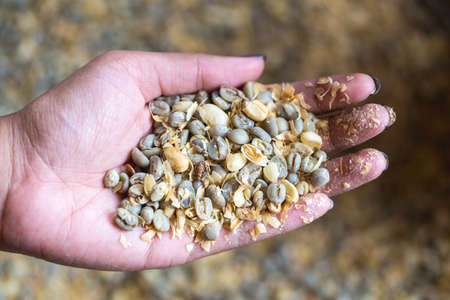 close up of green coffee beans ready for roasting on women hand.
