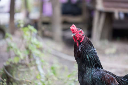 Gamecocks on natural background, The beauty of fighting cocks in Thailand.の写真素材