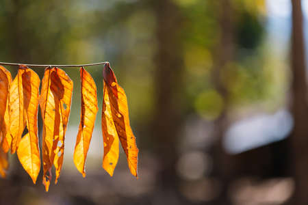 Dry leaves on trees, autumn leaves with sunlight and bokeh in summer season.