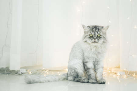 Cute Persian cat or Chinchilla cat sitting on the floor.の写真素材