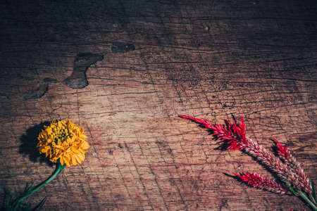 Yellow and red flower on dark rustic wooden background. For Valentine's Day and Mother's Day background. Top view.の写真素材