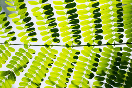 Leaf texture background with sun light and flare light in Thailand. Abstract natural background.の写真素材