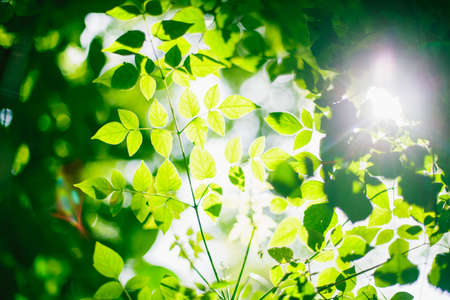 Leaf texture background with sun light and flare light in Thailand. Abstract natural background.の写真素材