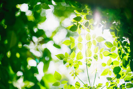 Leaf texture background with sun light and flare light in Thailand. Abstract natural background.の写真素材