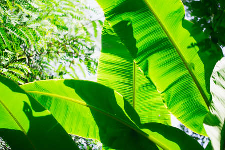Banana leaf texture background with sun light in Thailand. Abstract natural background.の写真素材