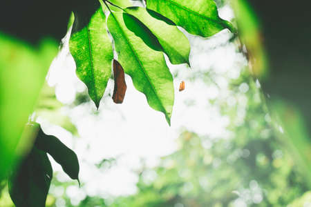 Leaf texture background with sun light and flare light in Thailand. Abstract natural background.の写真素材