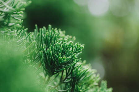 Christmas leaves after rain in the forest.の写真素材