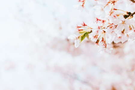 Beautiful cherry blossom in full bloom in springtime,sakura flower,cherry blossom festival season in...