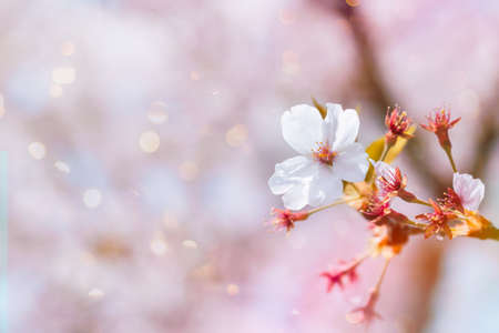 Beautiful cherry blossom in full bloom in springtime,sakura flower,cherry blossom festival season in japanの写真素材