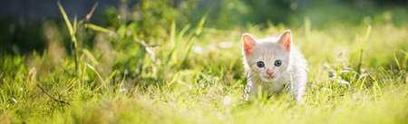 Cute brown Scottish kitten walking and playing on lawn in park in morning. Scottish kitten mixed with Thai cat. cute and naughty of kitten or cat concept. pet animal. Cat crossbreed. Banner sizeの写真素材