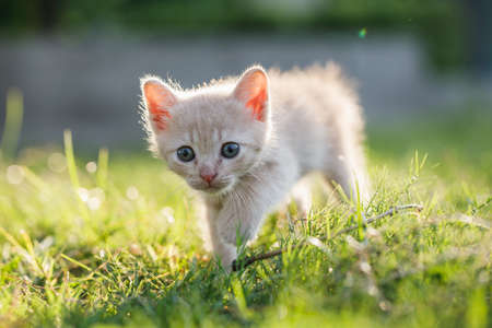 Cute brown Scottish kitten walking and playing on lawn in park in morning. Fresh and lovely. Scottish kitten mixed with Thai cat. cute and naughty of kitten or cat concept. pet animal. Cat crossbreedの写真素材