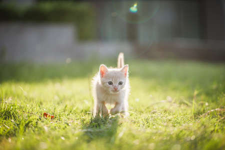 Cute brown Scottish kitten walking and playing on lawn in park in morning. Fresh and lovely. Scottish kitten mixed with Thai cat. cute and naughty of kitten or cat concept. pet animal. Cat crossbreedの写真素材