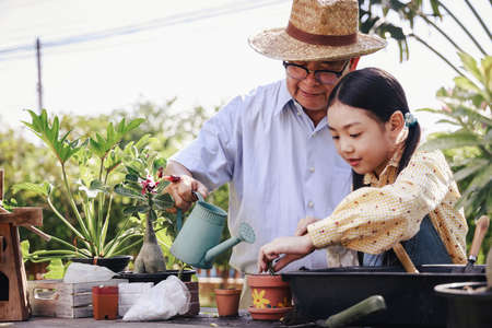 Asian retirement grandfather and pretty granddaughter helping planting together for planting trees at home garden. Happy and enjoy family outdoor activity in holiday.の写真素材