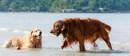 Happy brown Golden Retriever dogs playing the tennis ball in ocean. Friendly pets