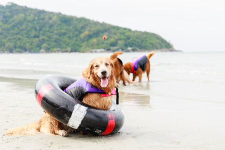 Cute golden retriever in rubber ring sitting on tropical beach. Friendly petsの写真素材