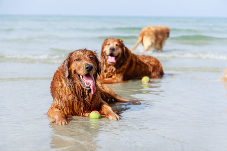 Golden Retriever dogs family laying down on tropical beach. Friendly petsの写真素材