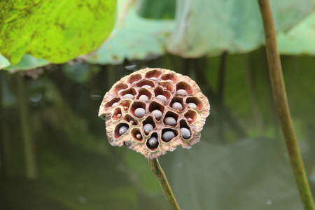 Old calyx of the lotusの写真素材