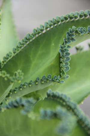 Close up of kalanchoe pinnata lampersの写真素材