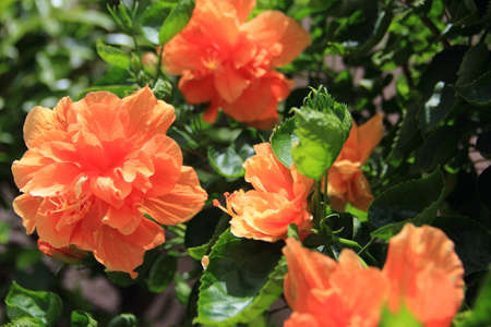 orange hibiscus flowerの写真素材