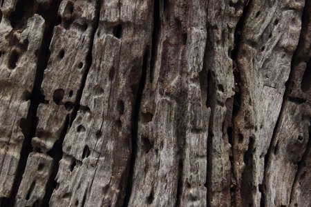 Old wood texture