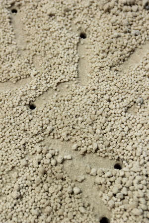 Crab holes on the sand の写真素材