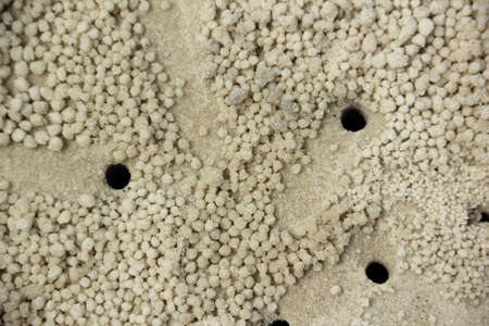 Crab holes on the sand の写真素材