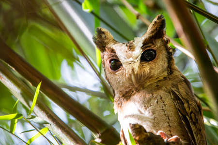 nocturnal birds  it has big eyes  and lie down in the middle of the day.の写真素材
