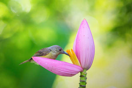 beautiful little bird  It is eating nectar from the banana flower.の写真素材