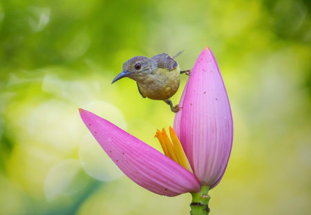 beautiful little bird  It is eating nectar from the banana flower.の写真素材