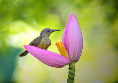 beautiful little bird  It is eating nectar from the banana flower.の写真素材