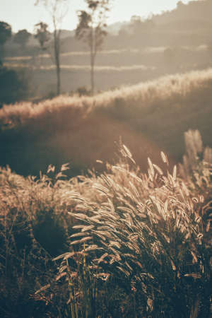Grass flower in the meadow with sunset. Vintage tone.の写真素材