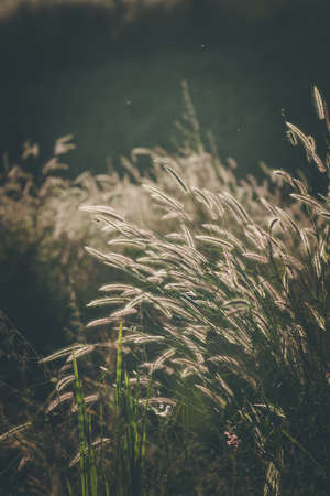 Grass in the meadow at sunset. Selective focus.の写真素材