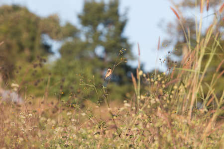 A common redshank (Saxicola rubicola) perched in tall grass.の写真素材