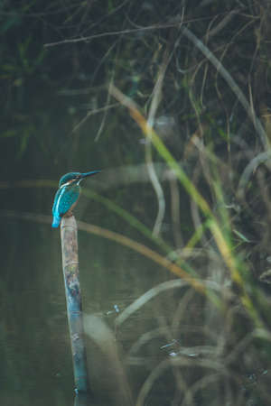 Kingfisher on a wooden stick in the middle of the swampの写真素材